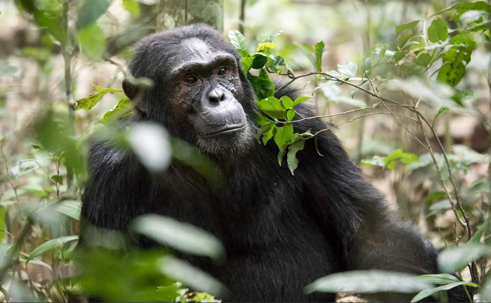 1 Day Chimpanzee Trekking Kibale Forest