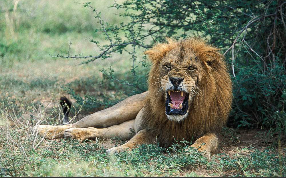 3 Day Big 5 Safari & Murchison Falls Experience