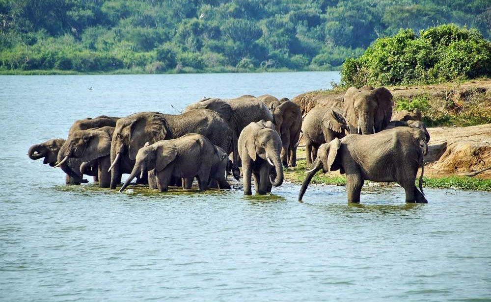 3 Day Queen Elizabeth Wildlife Safari
