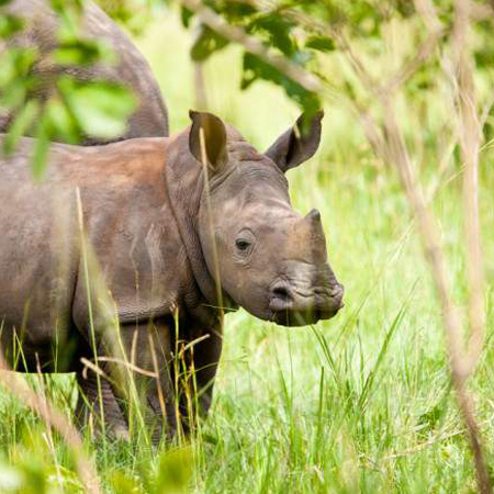 1 Day Murchison Falls Safari & Rhino Tracking