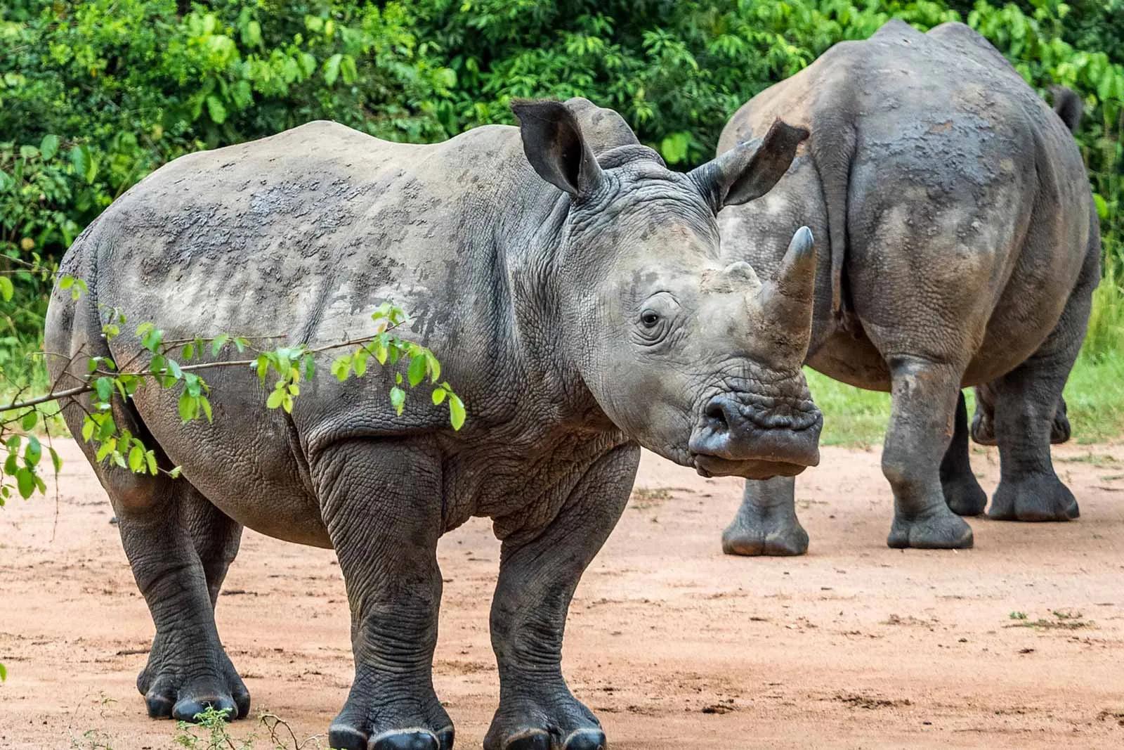 1-Day Ziwa Rhino Tracking Safari Experience